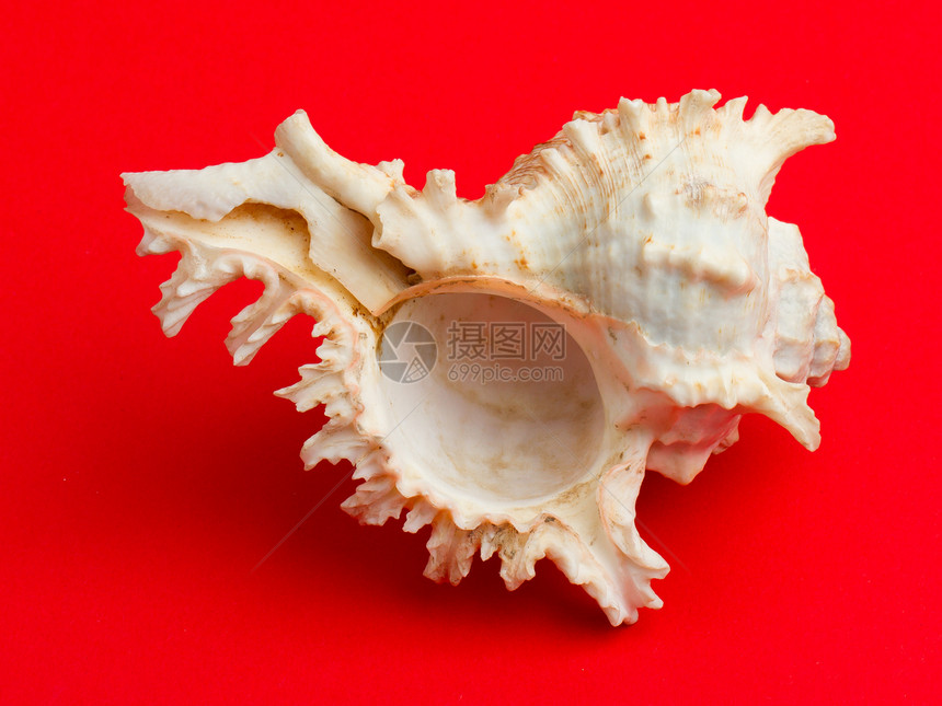 红色背景的海壳贝壳白色风格纪念品温泉海洋野生动物装饰图片
