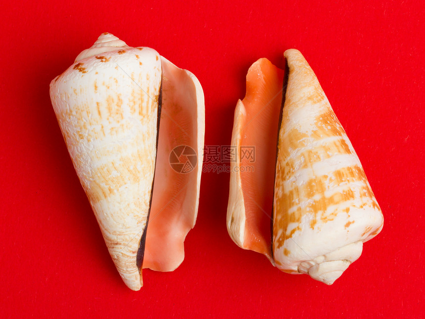 两枚褐白色贝壳被隔离青春痘条纹红色海滩棕色水族馆海洋橙子杯状生活图片