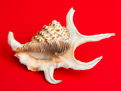 红色背景的海壳温泉风格海洋贝壳白色纪念品装饰野生动物背景图片