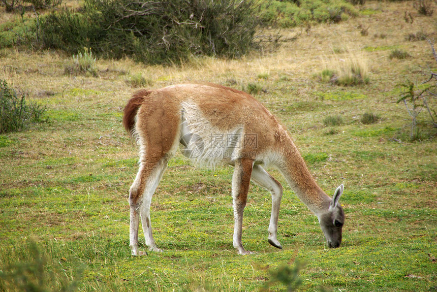 智利瓜纳科骆驼野生动物乡村国家农村大草原荒野动物群草原动物图片