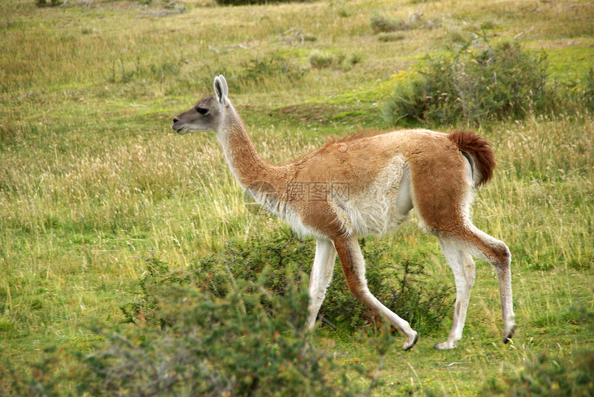 智利瓜纳科骆驼乡村野生动物哺乳动物农村草原荒野国家动物群大草原图片