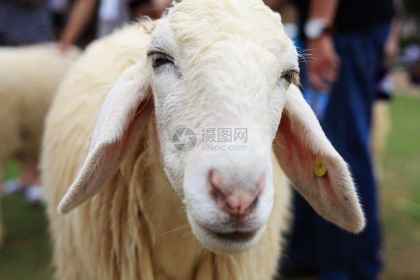农场的羊群耳朵草地动物白色家畜团体农业内存牧场母羊图片