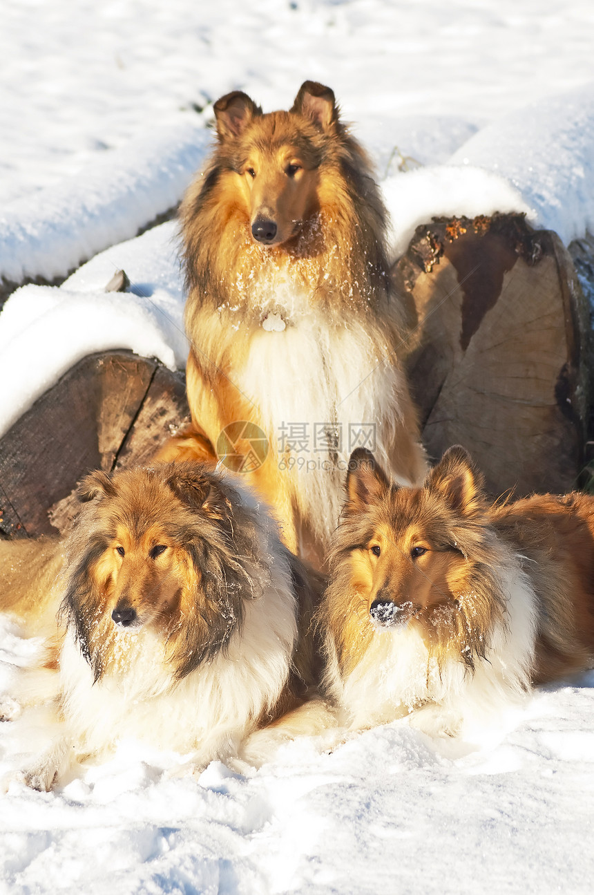 雪中羊圈狗季节毛皮女性纯种狗头发牧羊犬团体红色宠物小狗图片