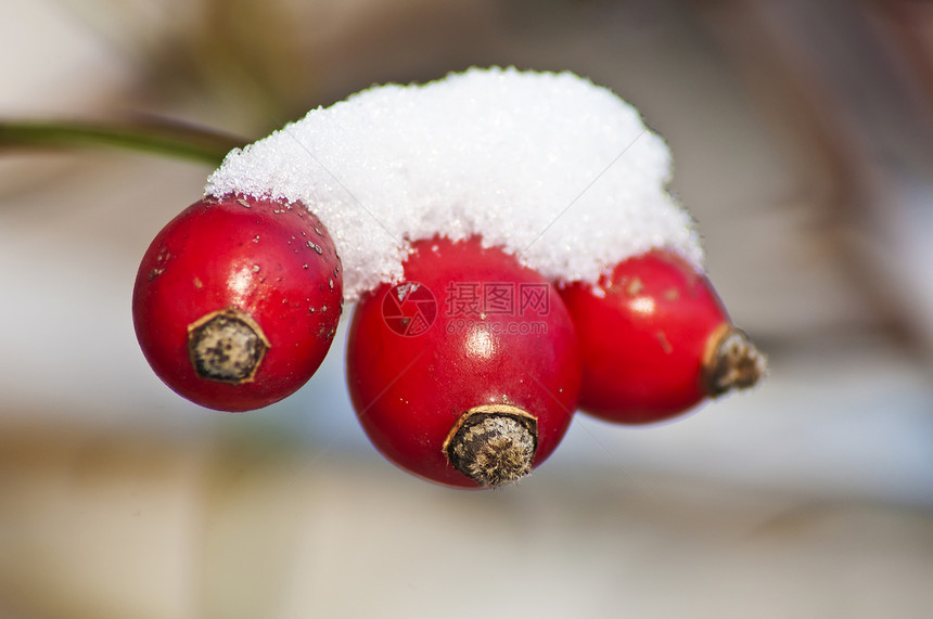 带雪帽的花臀冻结天空玫瑰火花食物植物花园水果荒野衬套图片