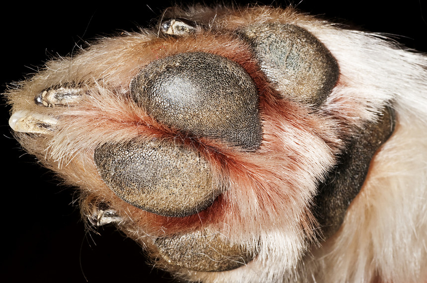 狗爪医学宏观指甲毛皮宠物动物图片