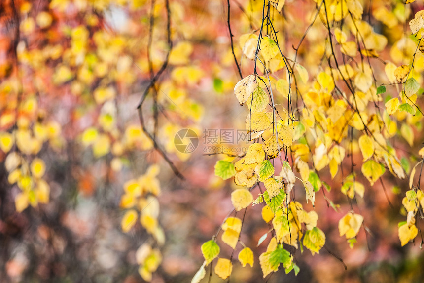 黄秋叶森林阳光植物季节金子框架橙子天空公园静脉图片