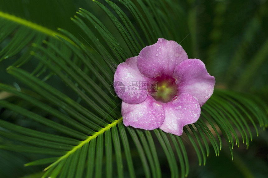阿拉曼花朵香味热带藤蔓阳光花园绿色叶子植物粉色喇叭图片