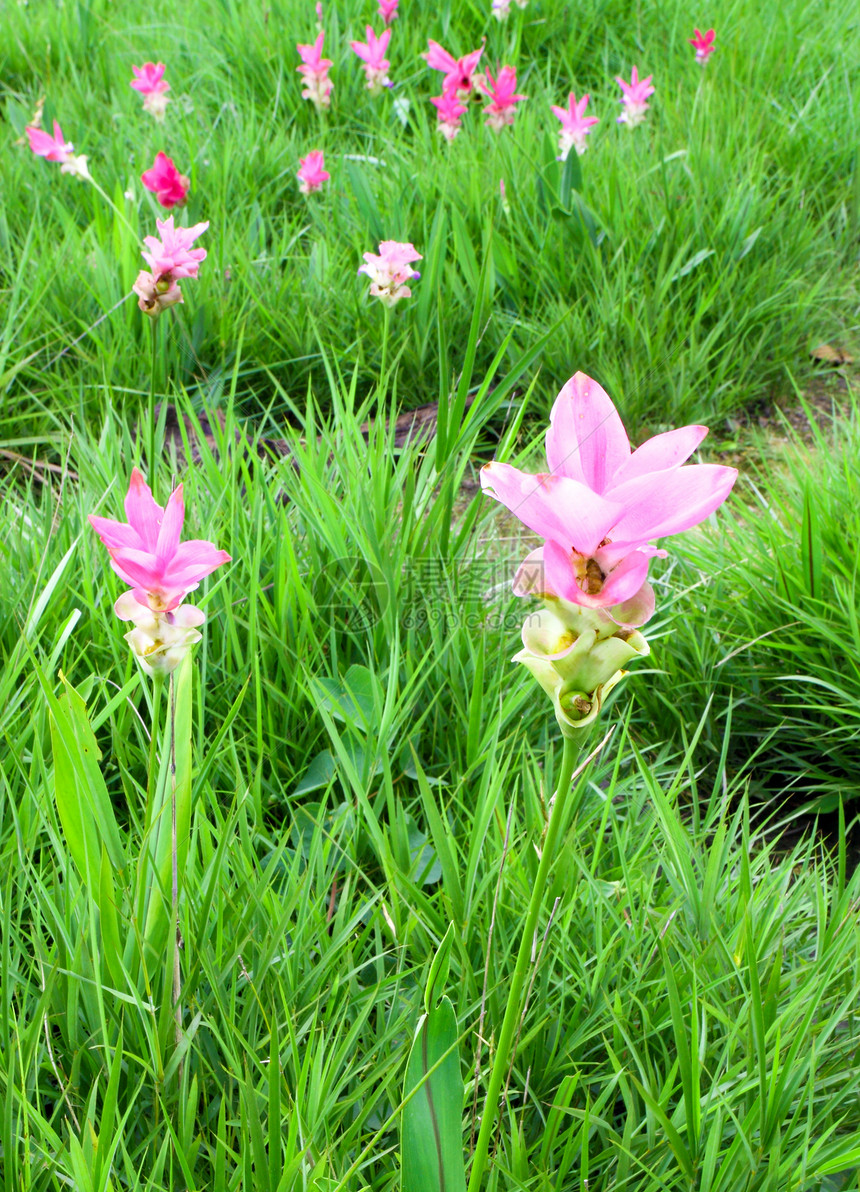 西亚姆郁金或帕蒂玛文化叶子植物学情绪家庭花园生长旅行花瓣紫色图片