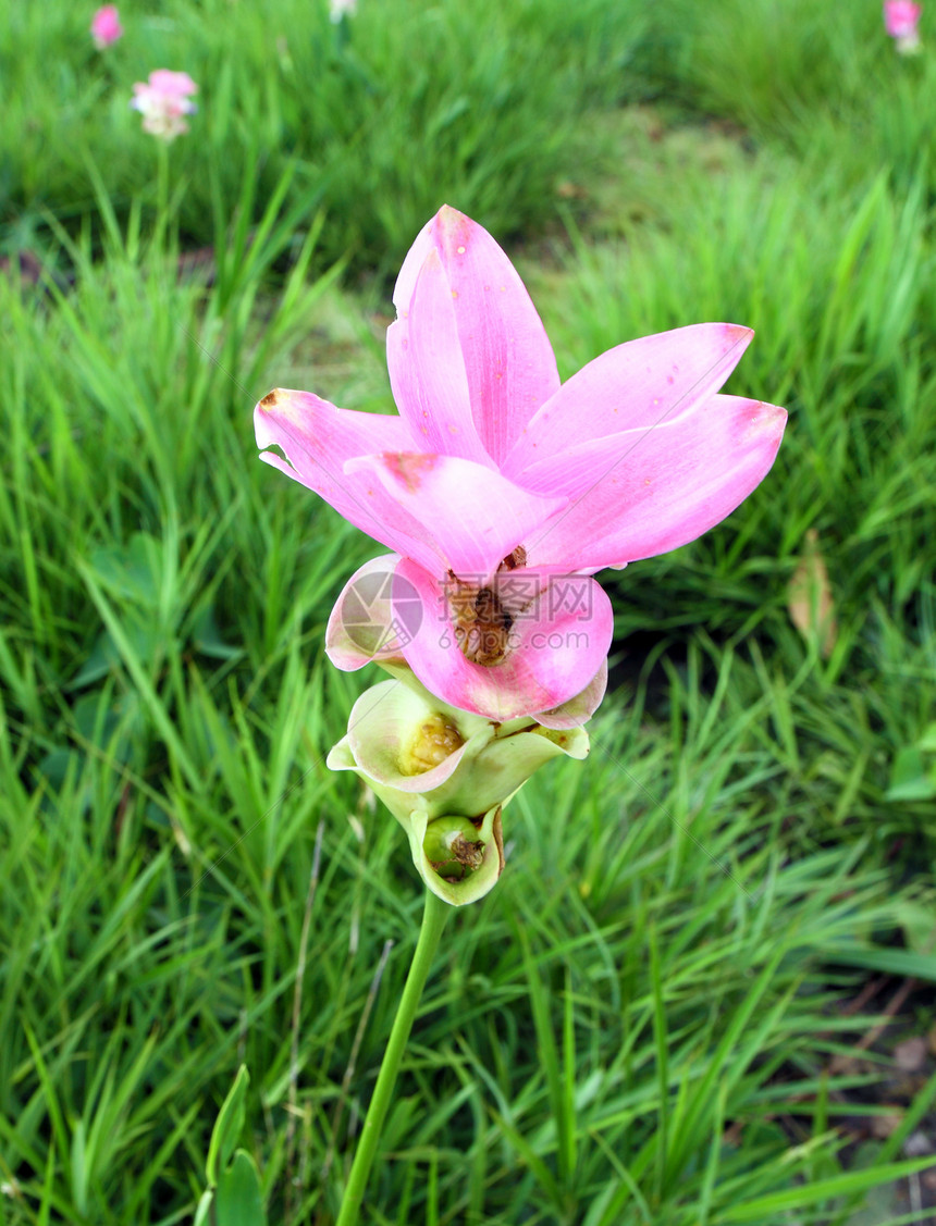 西亚姆郁金或帕蒂玛植物群文化花园情绪生长叶子花瓣家庭植物学紫色图片