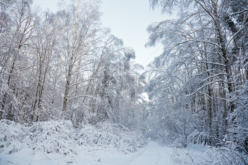 冬季森林粉末人行道途径树干车道国家寒意公园暴风雪树木图片