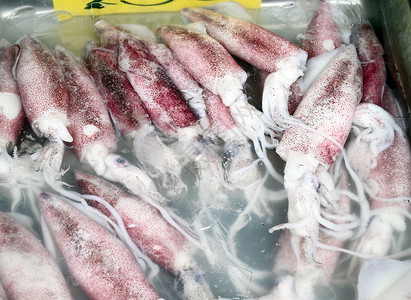 海鲜展示篮子新鲜海鲜食品中展示的新鱿鱼钓鱼饮食食物生活团体市场喷射烹饪美食章鱼背景