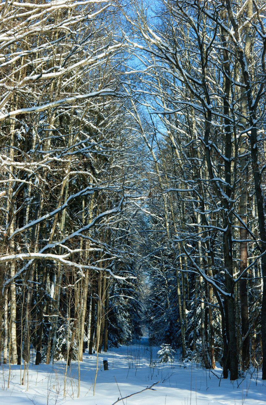 森林角枝条蓝色荒野降雪晴天衬套树干天气空地旅行图片