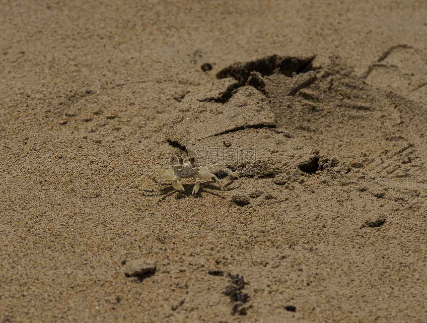 Kailua 螃蟹野生动物荒野海洋警报支撑假期栖息地生态海滩生物图片