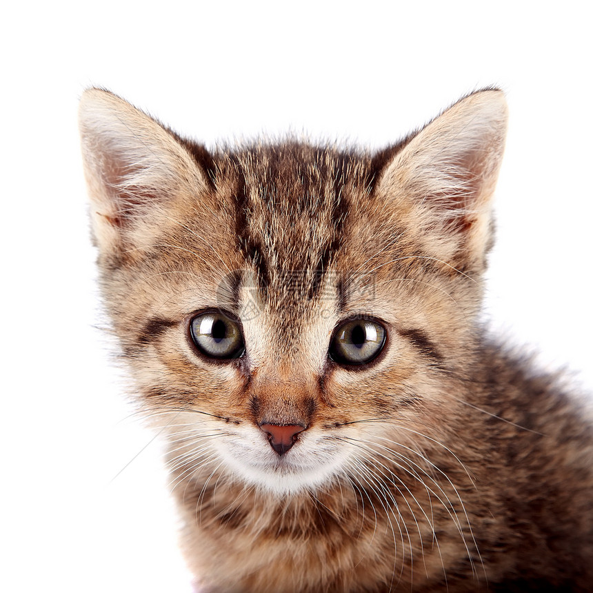 条纹小猫的肖像毛皮猫科动物友谊好奇心爪子兽医动物尾巴虎斑乐趣图片