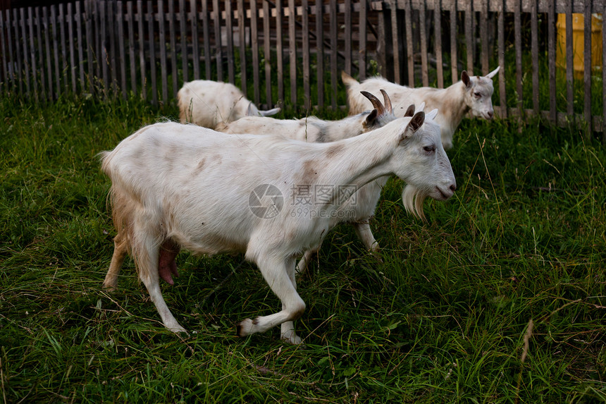 山羊木头小山羊棕色栅栏农场植物水平白色牧场动物图片