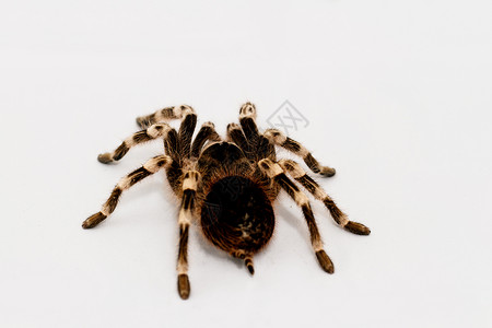 膝状藻美丽的蜘蛛艺术膝状黑色狼蛛宏观野生动物眼睛白色漏洞昆虫背景