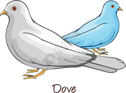 鸠鸽科Dove 颜色说明载体鸟类学脊椎动物艺术品异国鸟类蓝色食草情调动物园插画