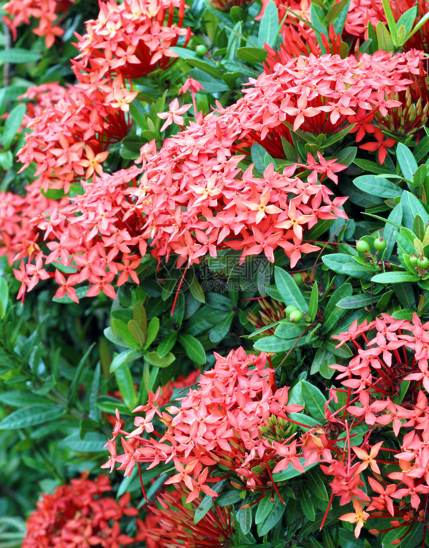 丛林红色植被火焰宏观仙丹墙纸植物群热带公园花朵生长图片