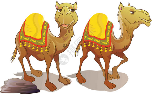 骆驼头两杯卡梅尔 插图旅游旅行座头鲸微笑夫妻生活太阳大篷驼峰单峰设计图片