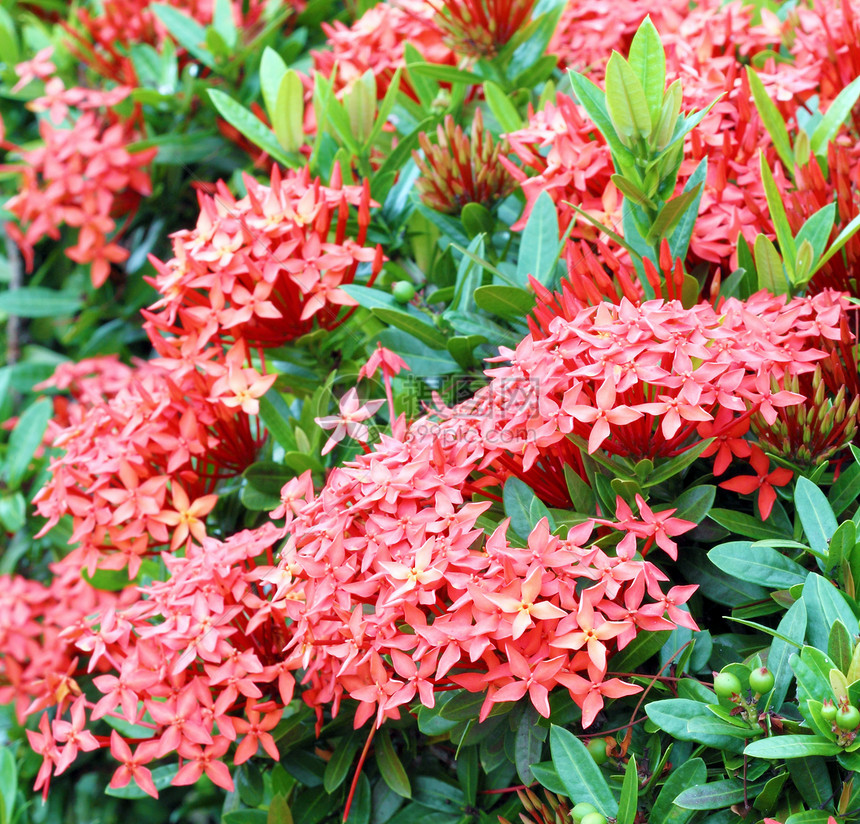 丛林红色植物群辉煌宏观茉莉花仙丹花束热带花园美丽植物图片