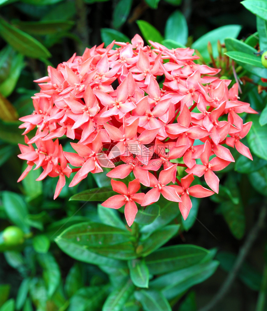 蓝花粉植物学茉莉花花瓣植被花园丛林美丽园艺植物群图片