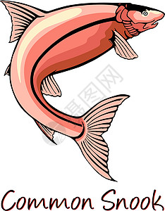 鱼类学普通Snook 颜色说明橙子动物群水产渔业绘画水族馆养殖插图海洋动物学插画