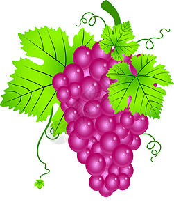 红葡萄插画藤蔓水果植物叶子营养甜点树叶绘画艺术品饮食插画