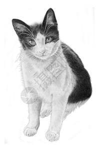 西尔维斯黑猫和白猫 说明工作室猫科毛皮绘画小猫胡须动物冒充手绘爪子背景