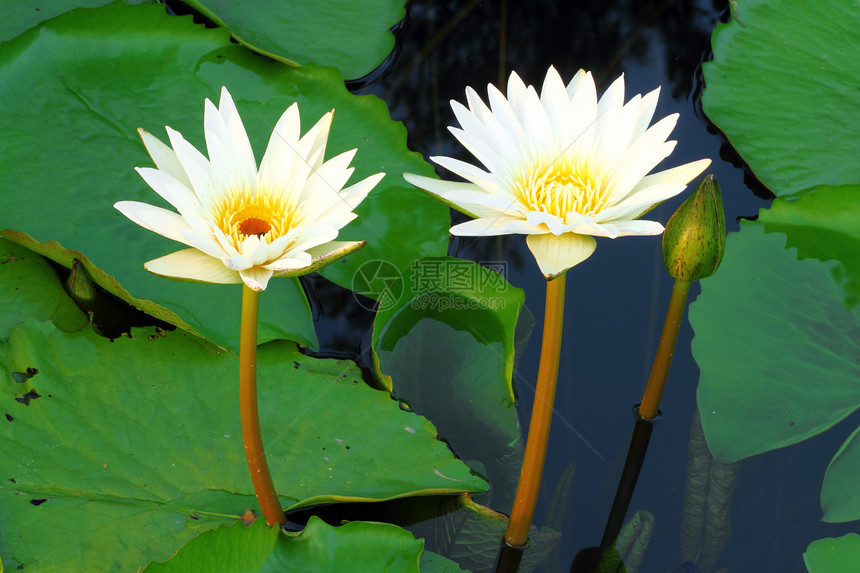 两朵白莲花冥想软垫荒野叶子花瓣植物植物群季节紫色花园图片