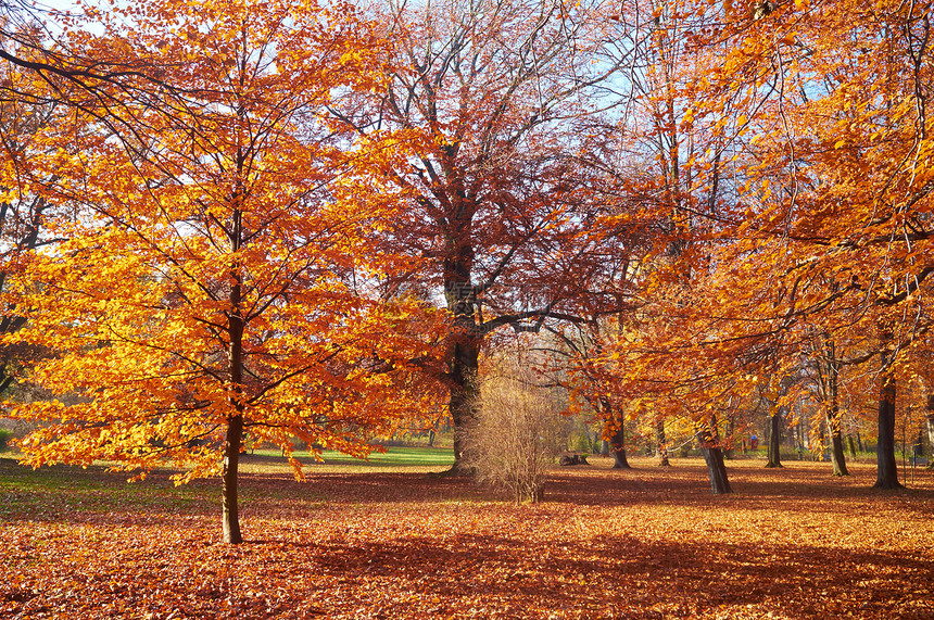 美丽的公园叶子小路阳光晴天金子植物土地场景环境季节图片