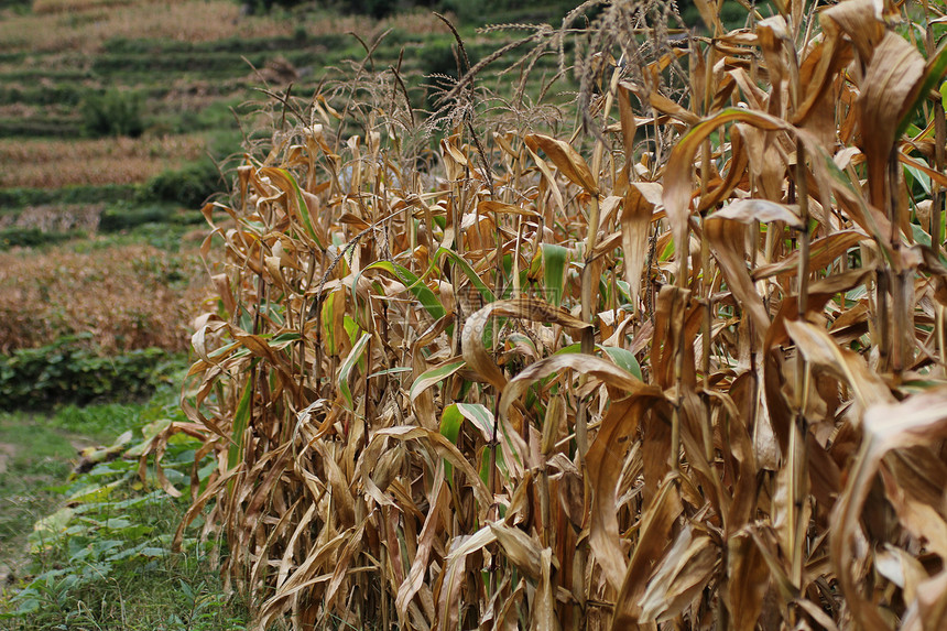 玉米根茎的行数农场草地生长植物场地谷物自然生产土地乡村图片