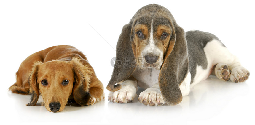 两只可爱的小狗红色犬类宠物长发头发白色三色工作室动物哺乳动物图片