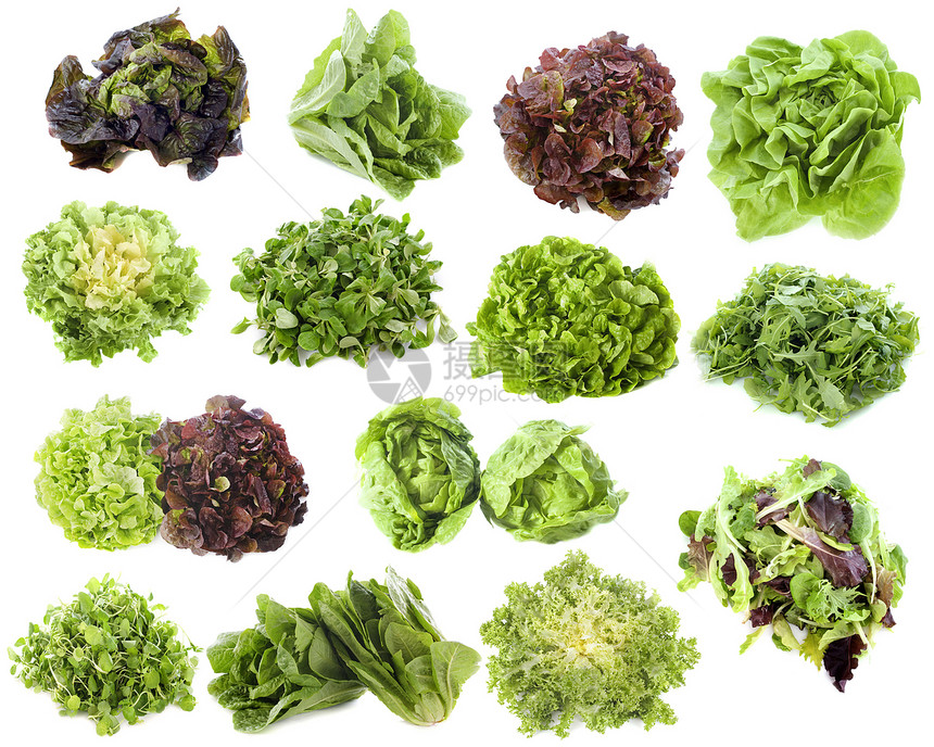各种沙拉生菜团体菊苣工作室蔬菜食物玉米分泌绿色图片