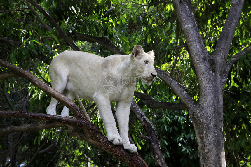 白狮子狮子野生动物捕食者食肉丛林哺乳动物动物鬃毛白色青少年图片