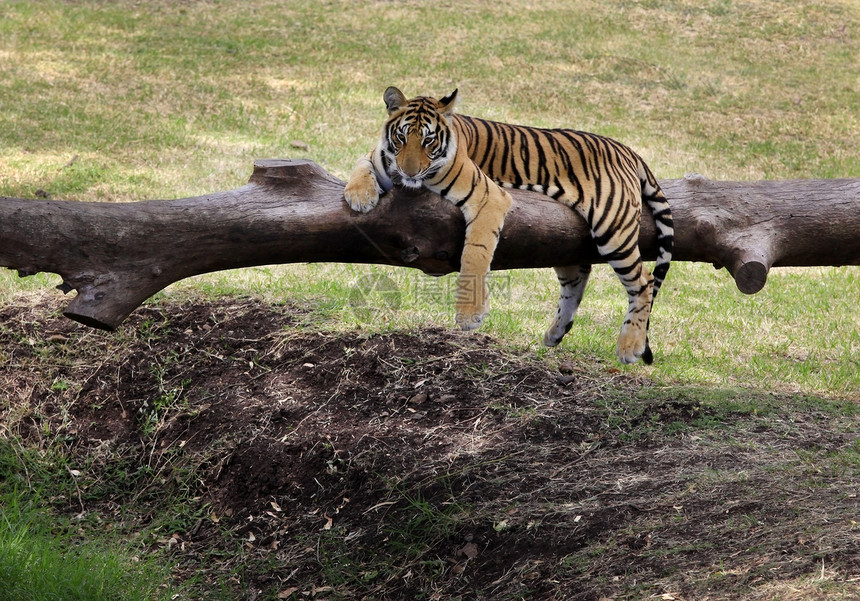 老虎猫科橙子力量野生动物丛林捕食者公园毛皮条纹食肉图片