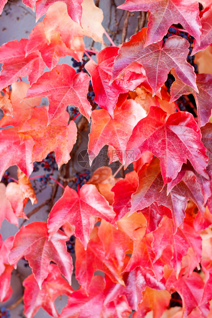 秋天的红叶和橙色叶图片