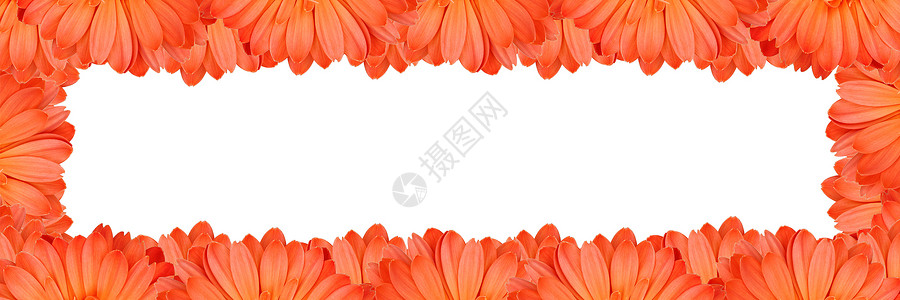 边界颈Gerbera花朵在白色背景上创建框架边界植物群植物学季节花粉植物橙子雏菊花瓣墙纸背景