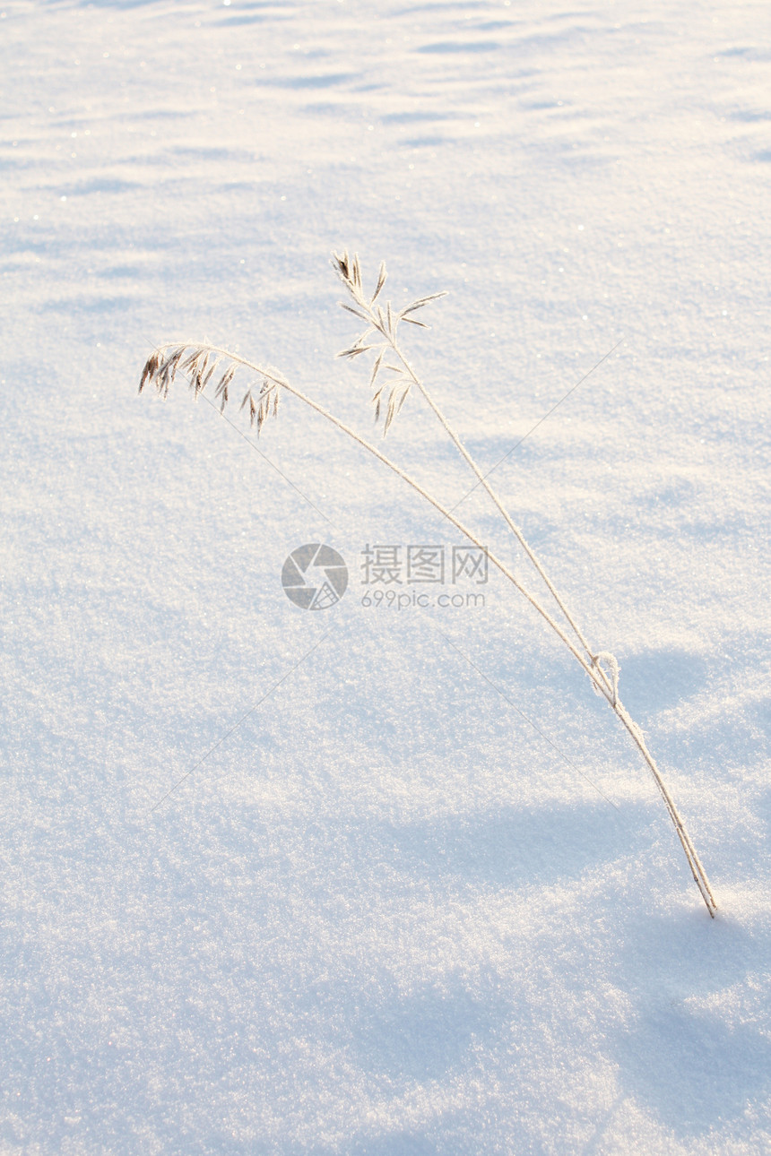 白雪背景一(用杂草)图片