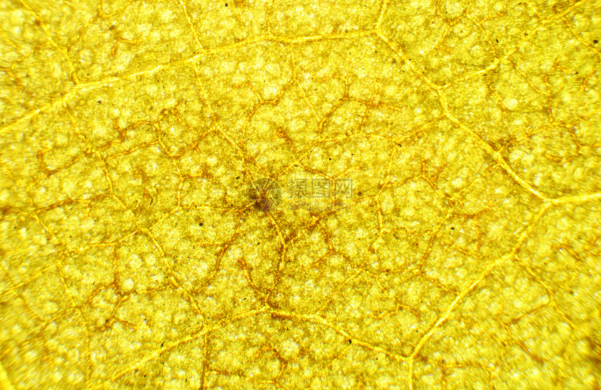 显微镜下的希比克斯针头 背景 希比斯细胞叶子蘑菇生物学照片药品皮肤医疗宏观植物图片
