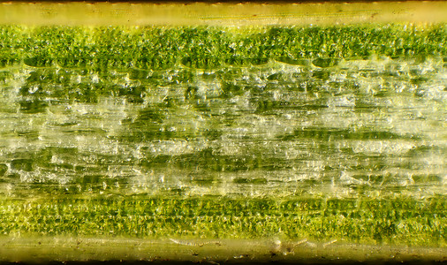 显微镜下的松针 背景 皮纳斯叶子蘑菇照片微生物学皮肤植物生物学药品细胞医疗背景图片