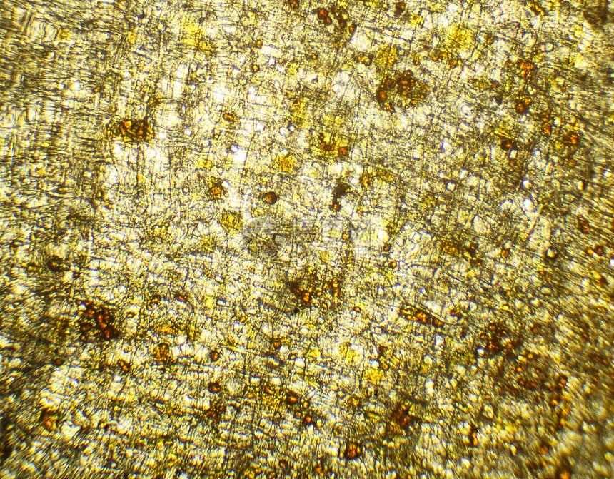 洋葱在显微镜下 背景 埃利安 cepa药品蘑菇医疗微生物学照片植物细胞皮肤叶子生物学图片