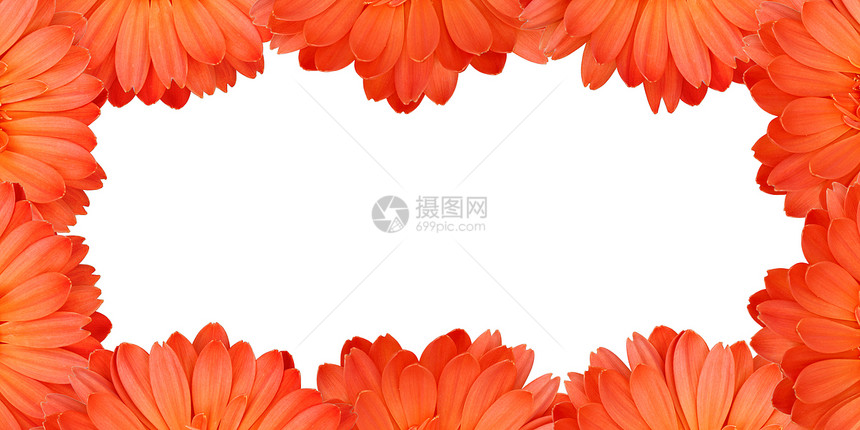 Gerbera花朵在白色背景上创建框架植物群雏菊墙纸植物植物学季节边界花粉橙子花瓣图片