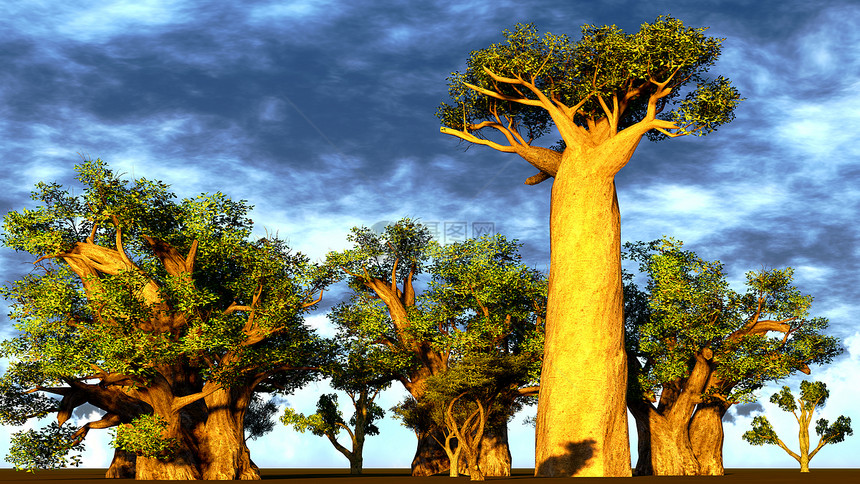 非洲巴比巴公园植物群蓝色热带日落环境国家异国旅行世界图片