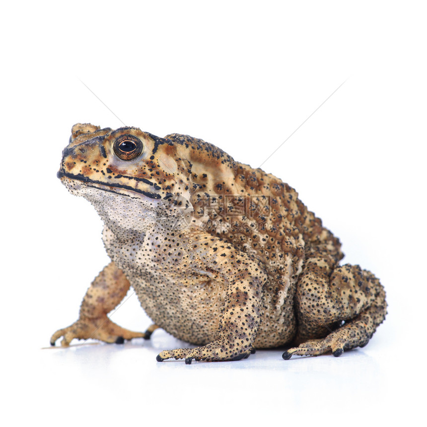 青蛙蟾蜍两栖动物棕色甘蔗环境宏观动物图片