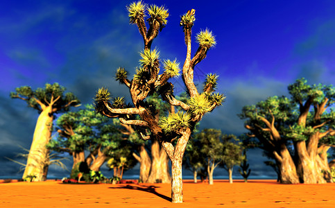 约书亚树公园天空植物蓝色荒野晴天旅游沙漠植物群太阳背景图片