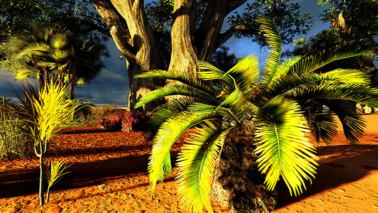 非洲热带非洲草原沙漠林地大草原公园日落灌木丛树木树林领土衬套背景图片