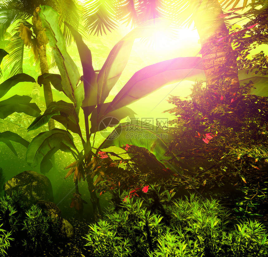 茂密热带雨林中的早雾花园森林旅行棕榈树木射线丛林环境热带太阳光图片