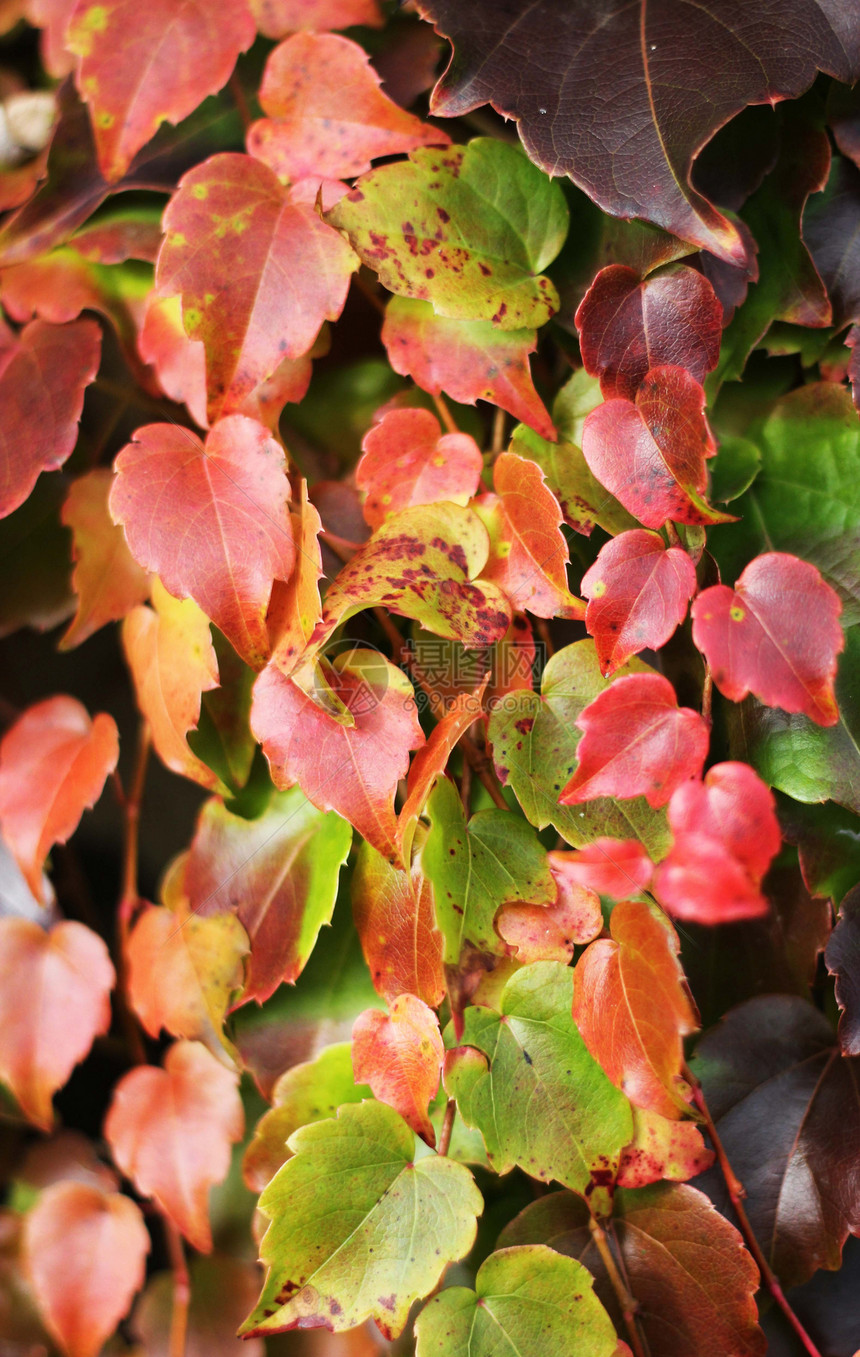 接近秋春藤叶黄色叶子绿色红色树叶植物日光森林分支机构植物群图片