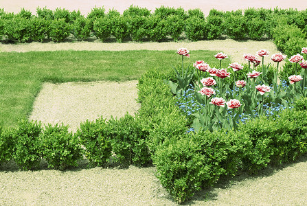 几何花床绿色草地框架植物学叶子花朵对称公园植物粉色背景图片