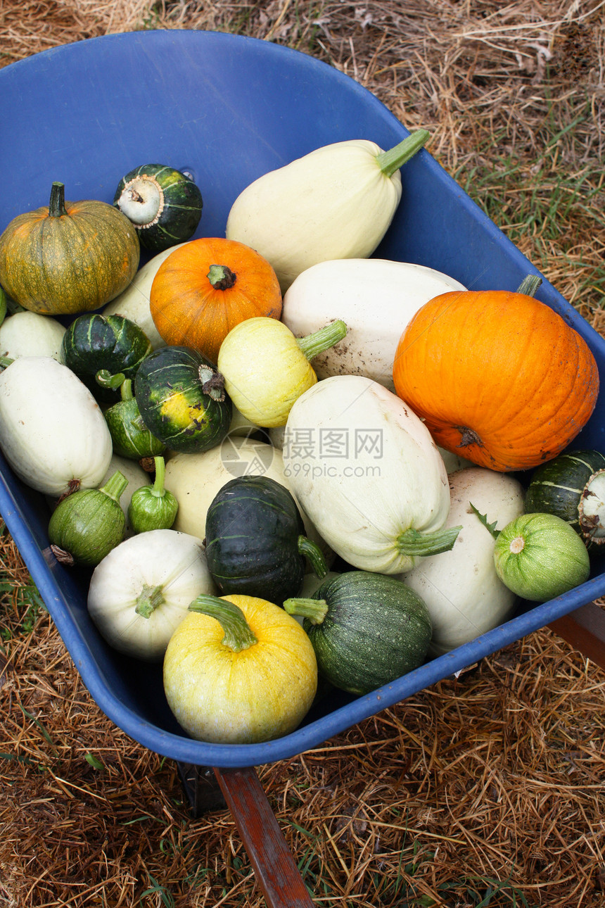 Squash 收获四图片